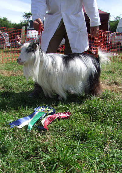 Breed-Show-BIS-Female
