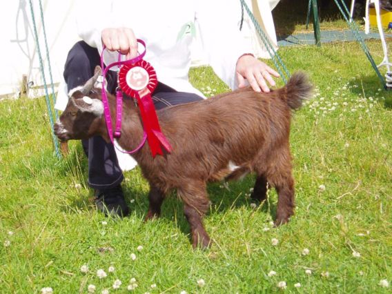 Bridgendshow001