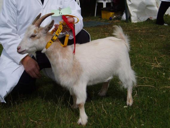 Bridgendshow002