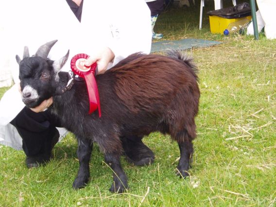Bridgendshow004