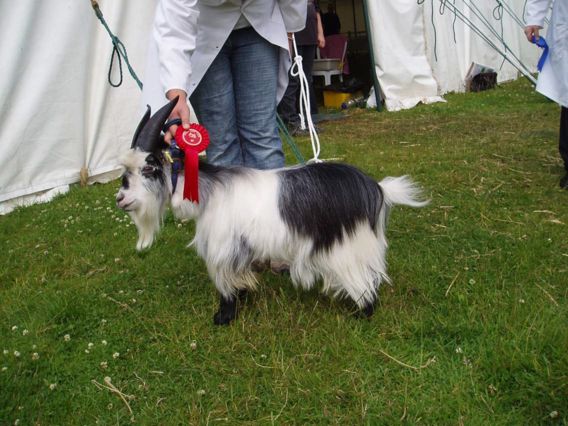 Bridgendshow005
