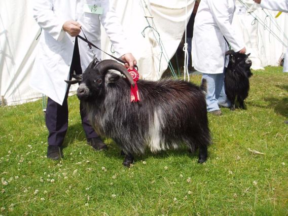 Bridgendshow006