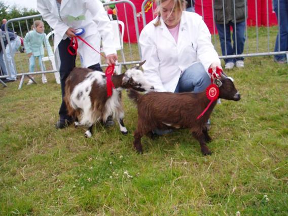 Bridgendshow007