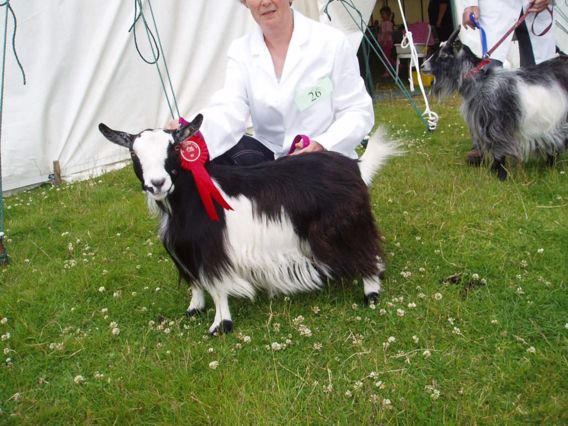 Bridgendshow008