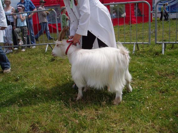 Bridgendshow009