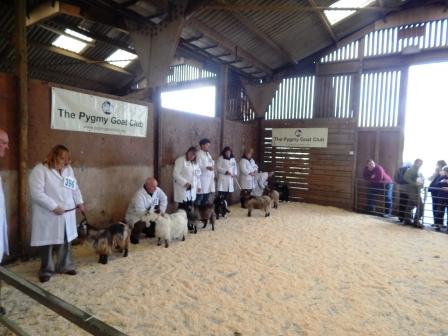 Pygmy goat show at Peterborough 3