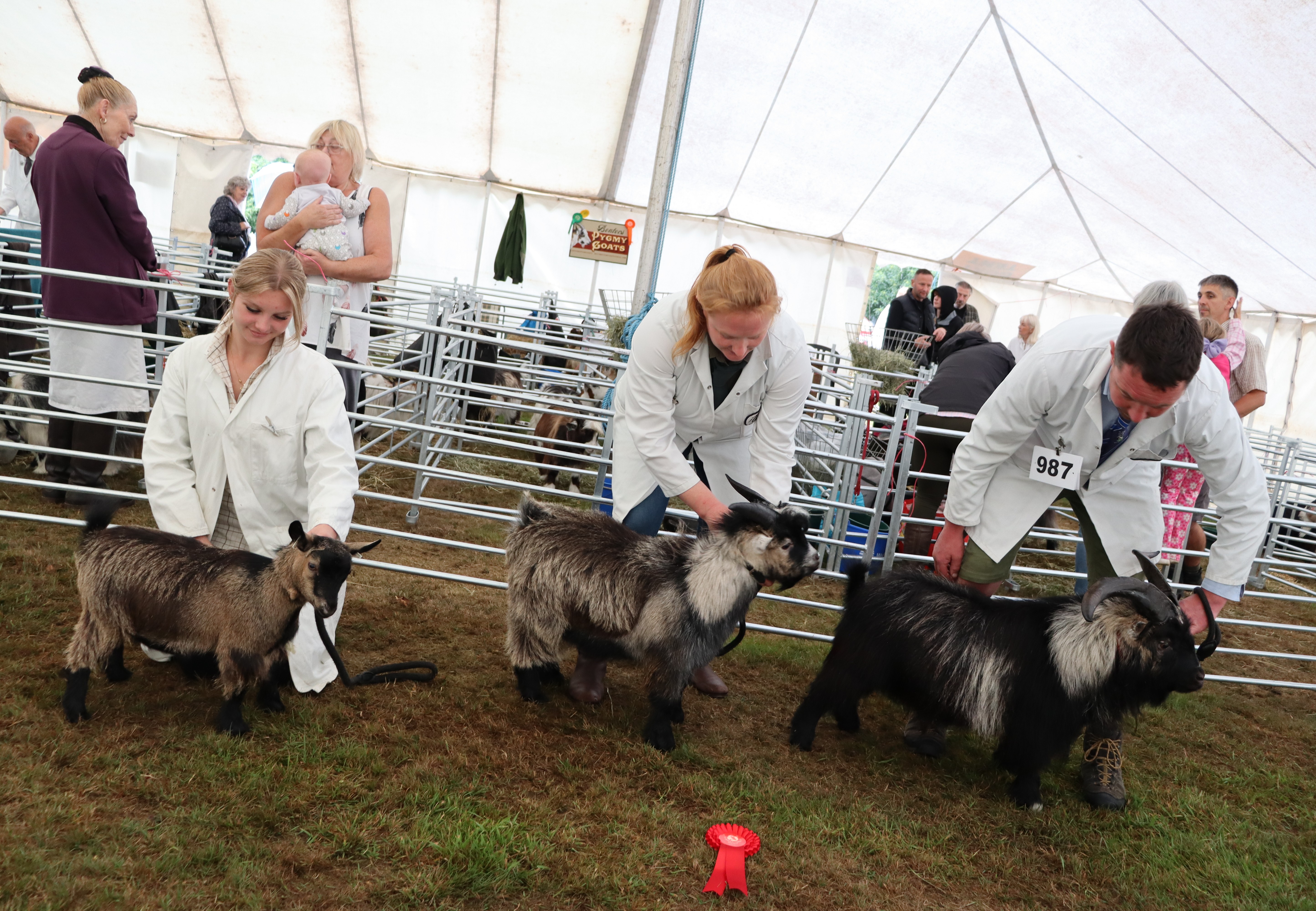 IPS13Sire and ProgenySAM