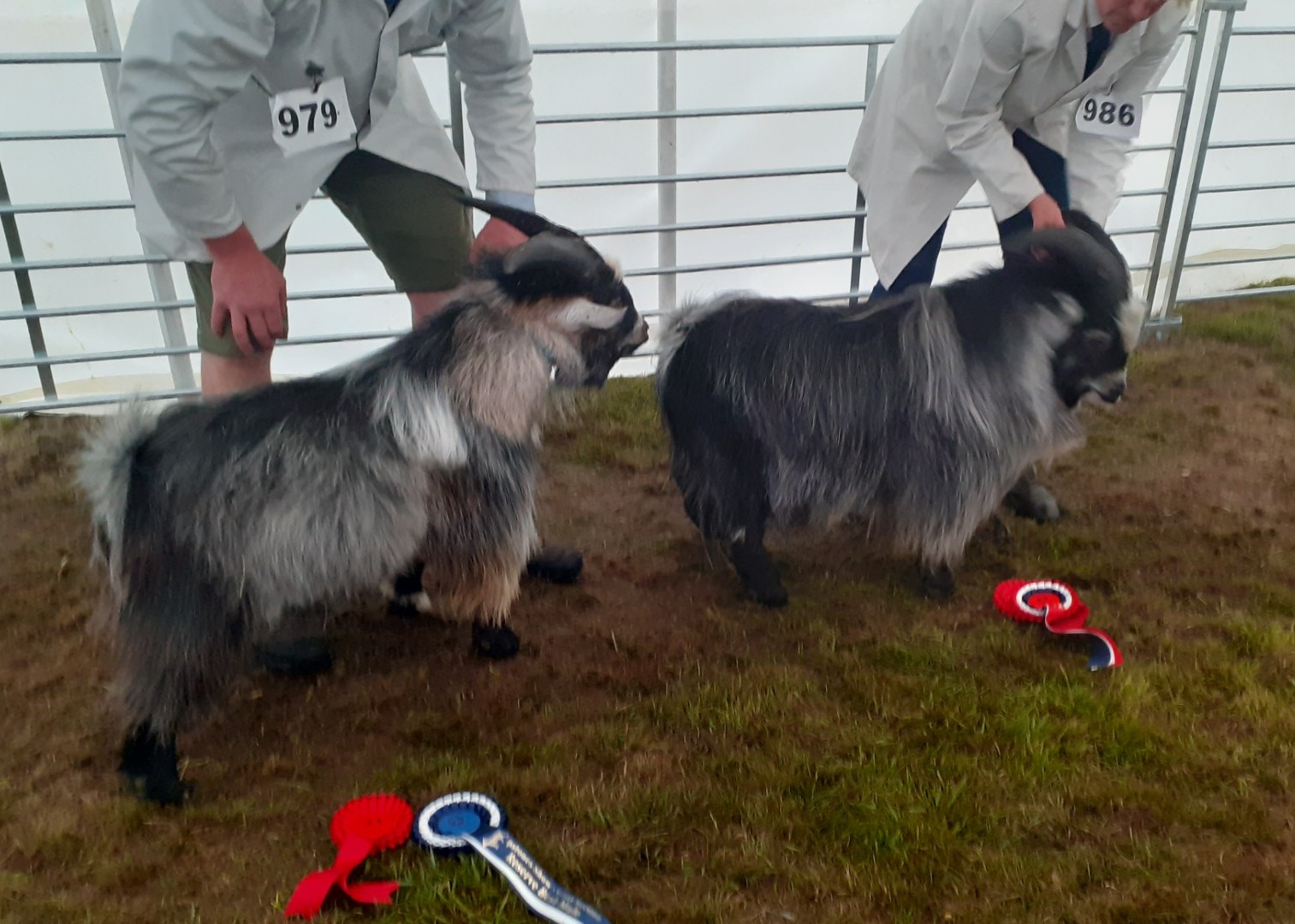 IPS17Best and reserve maleAGN