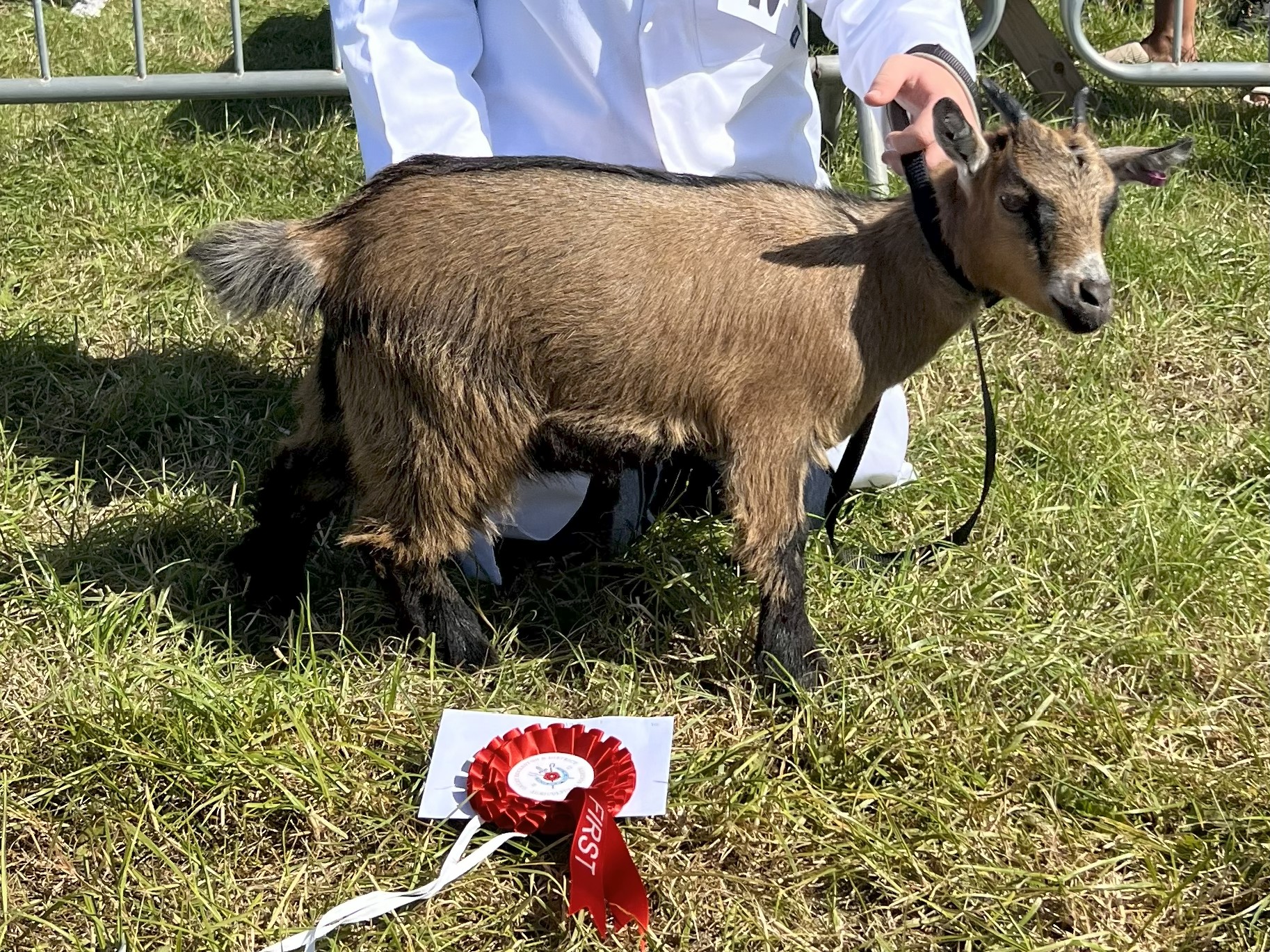 IPS3Pets 8 wks to 1 year SAM not Ips