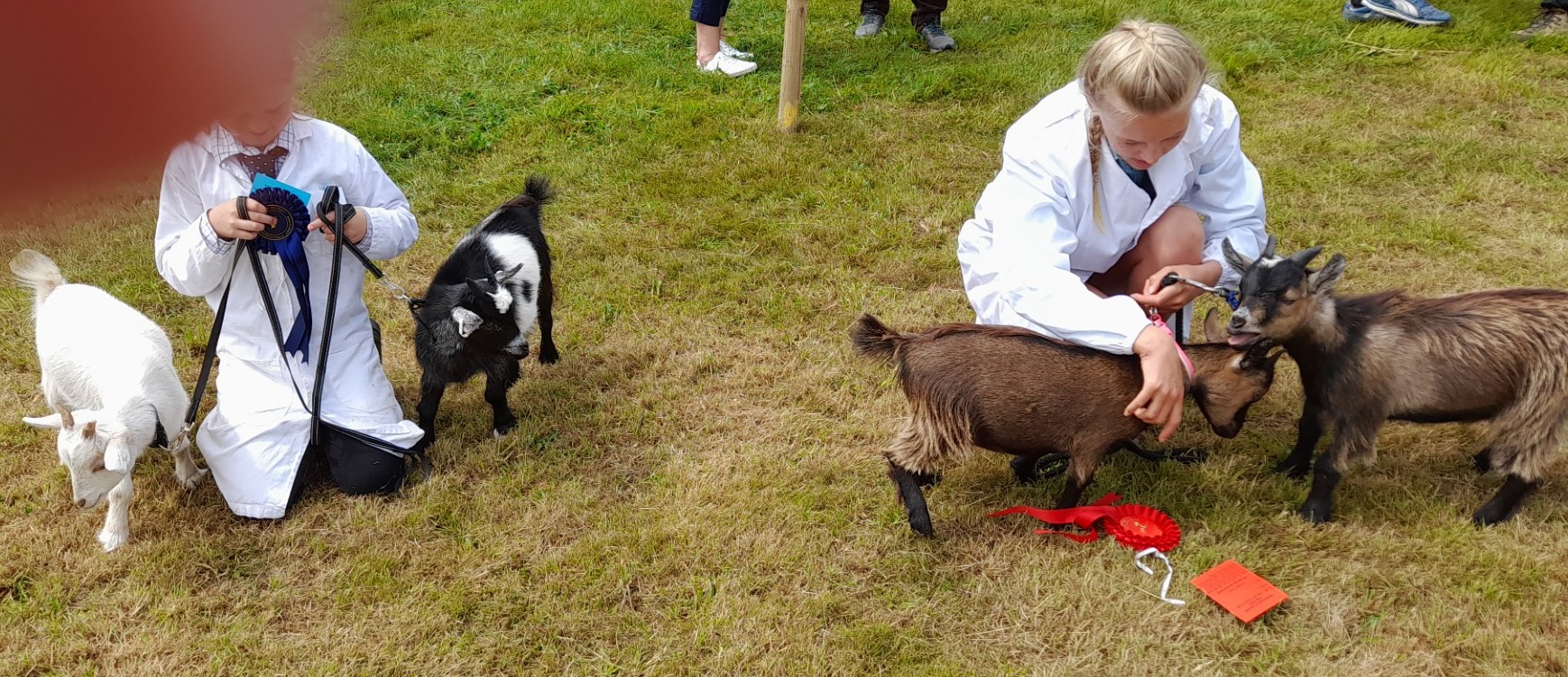 Oke13Pair of goats