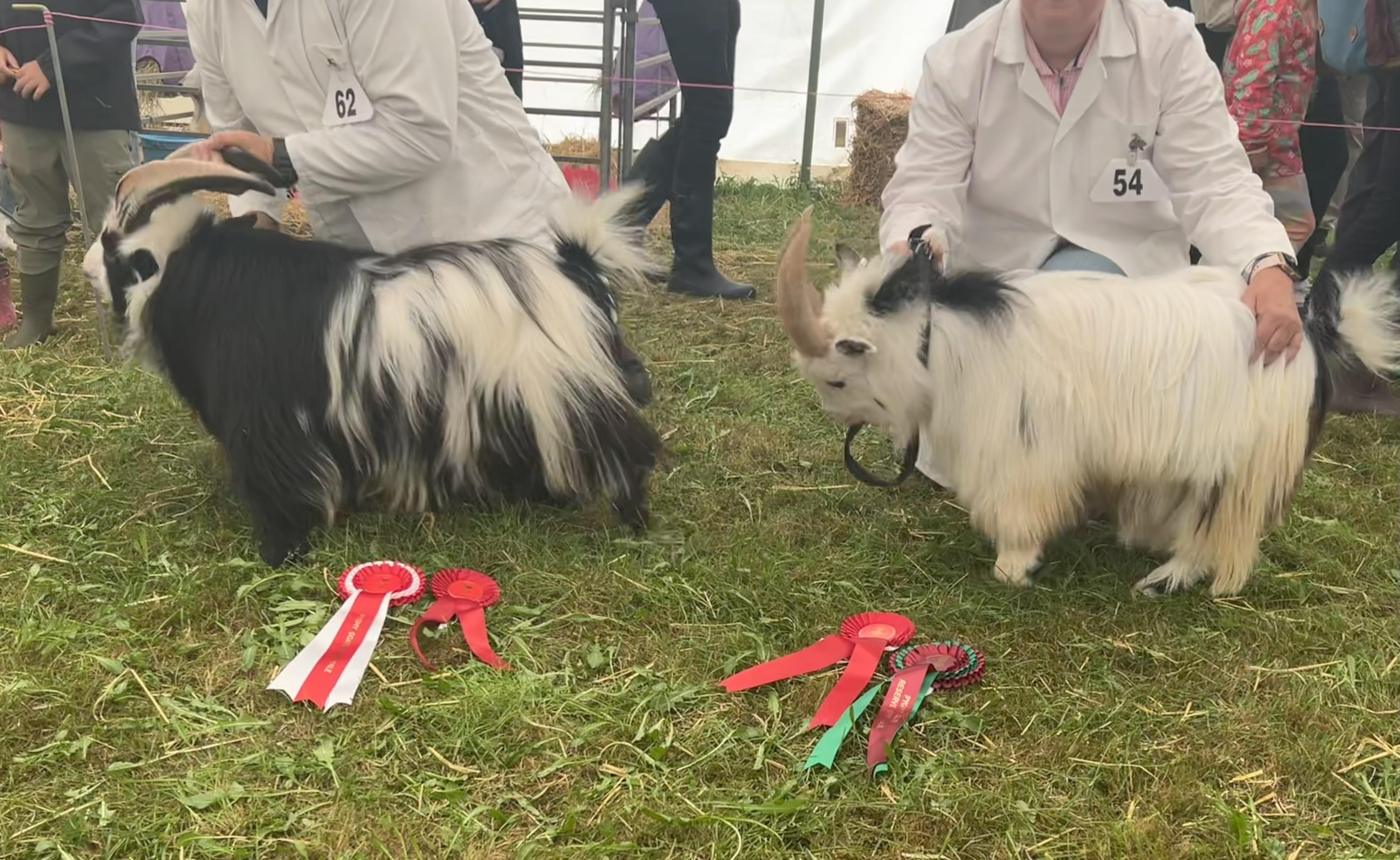 RCorn16Best and Reserve best male
