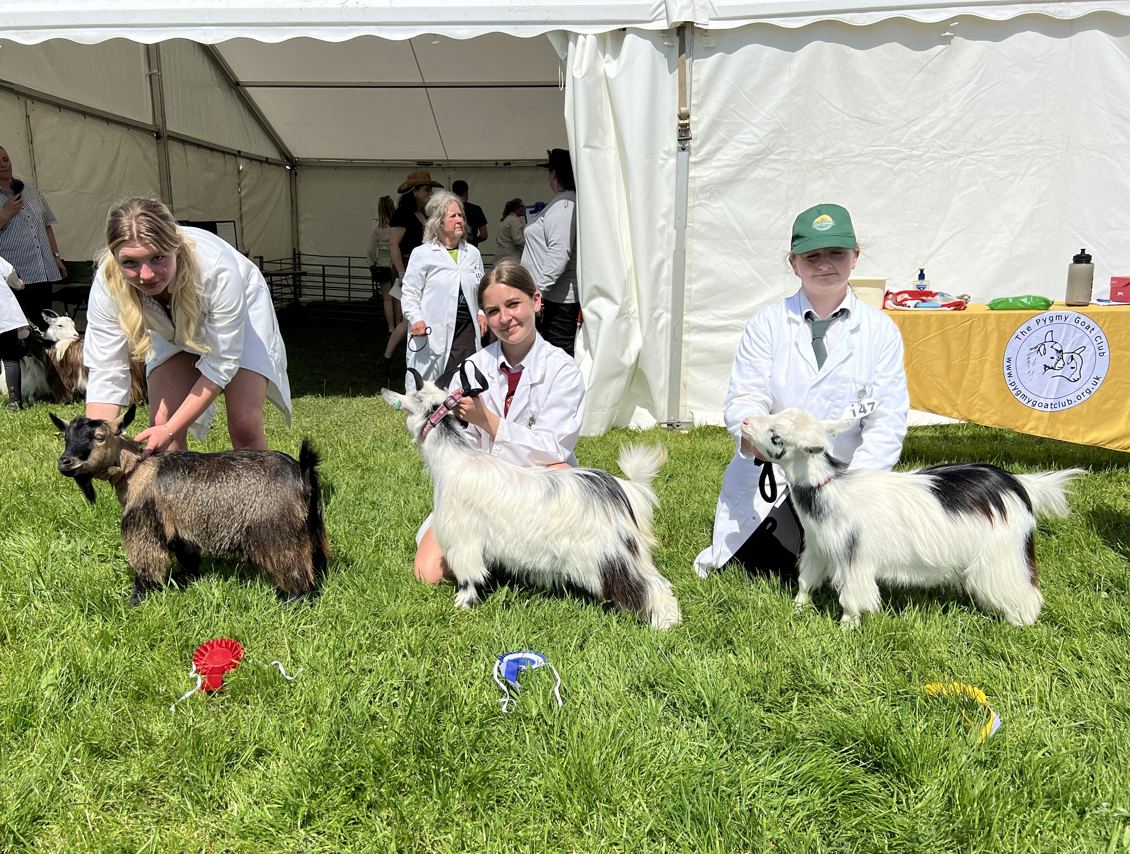GH06Goatling